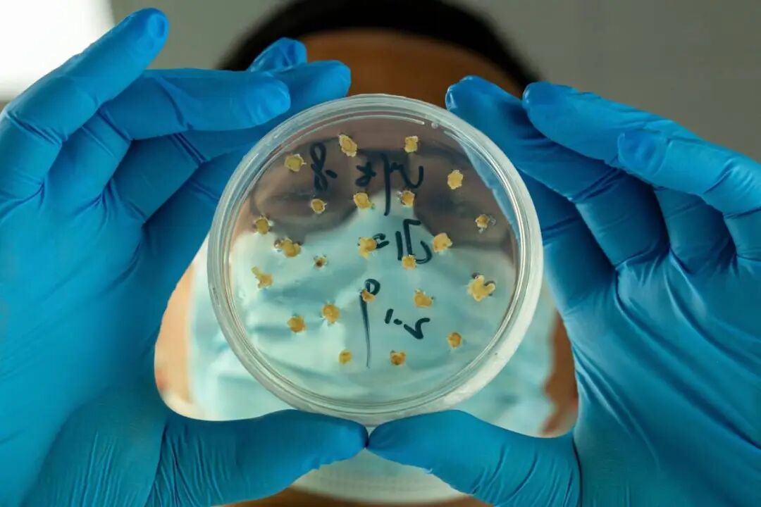 陈国兴《镜鉴粮芯 》组照 (1).jpg